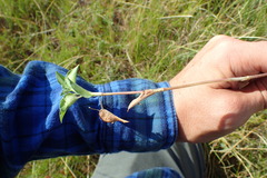 Commelina africana