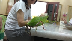 Onomarchus uninotatus