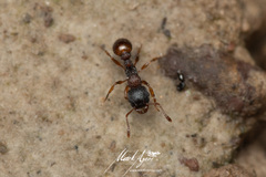 Tetramorium impressum