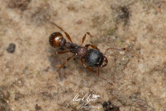Tetramorium impressum