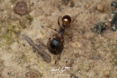 Tetramorium impressum