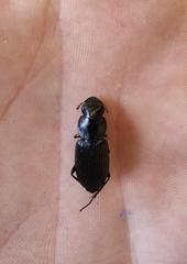 Gnathaphanus philippensis