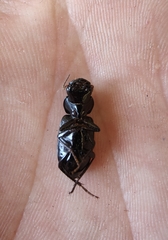 Gnathaphanus philippensis