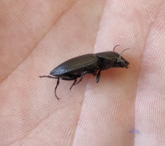 Gnathaphanus philippensis