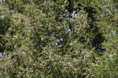Dasineura rubiformis