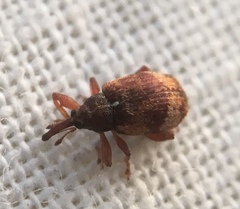 Anthonomus pedicularius