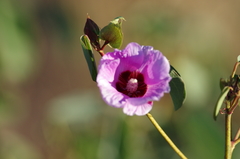 Gossypium sturtianum