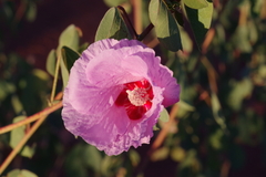 Gossypium sturtianum