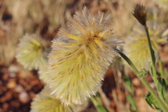 Ptilotus clementii
