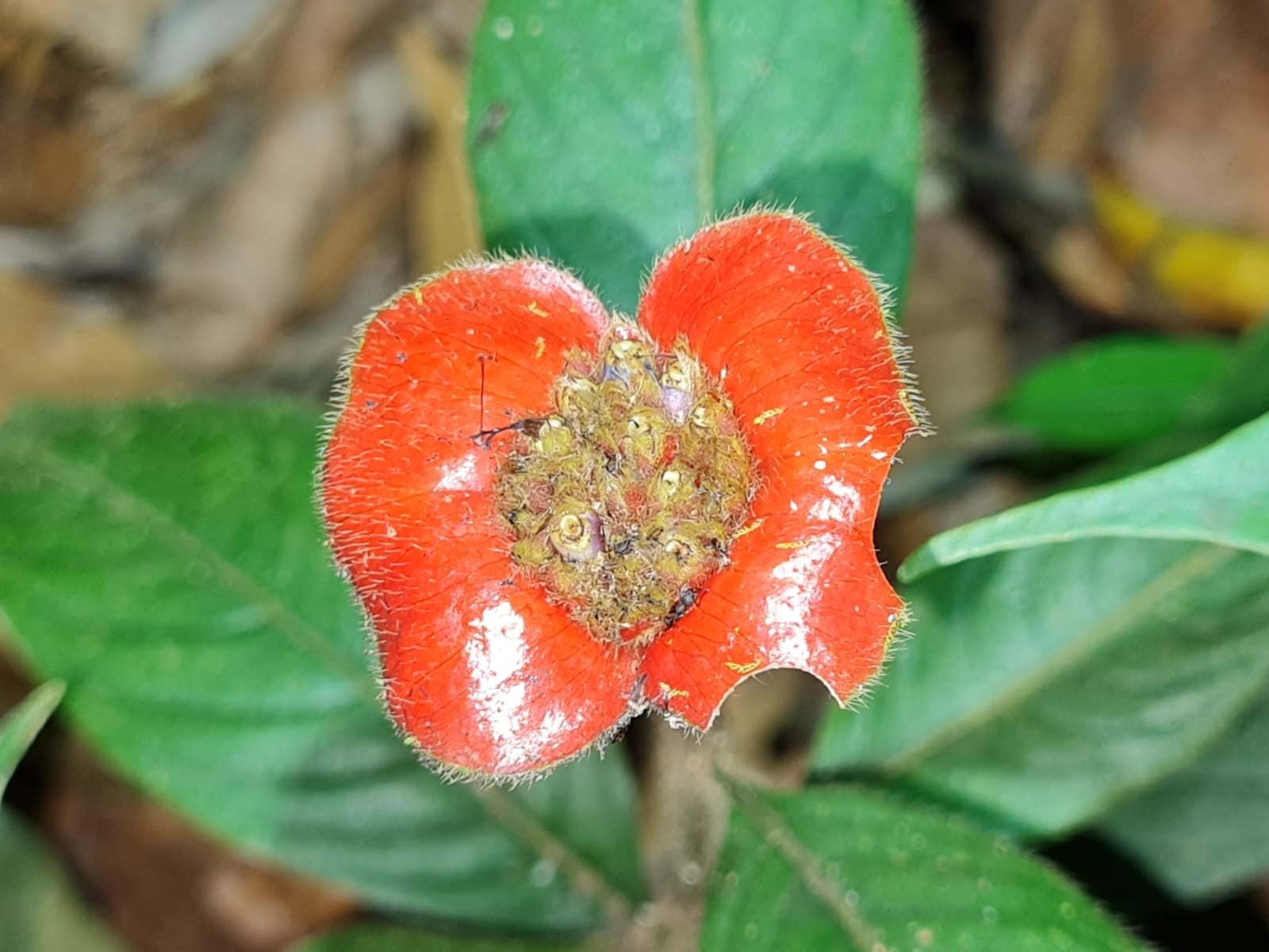 Palicourea tomentosa
