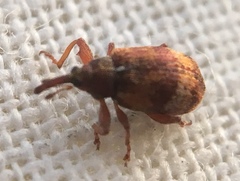 Anthonomus pedicularius