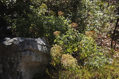 Notobubon galbanum