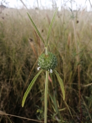 Leucas martinicensis