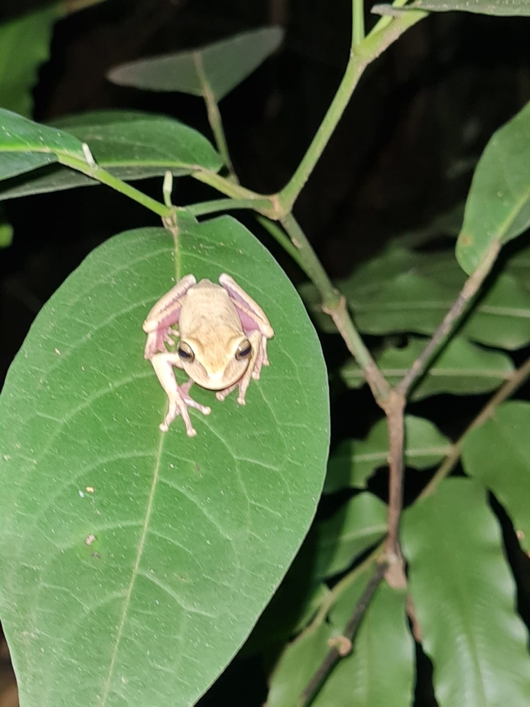 Zagaia tree frog