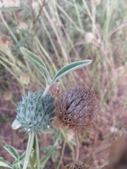 Leucas martinicensis