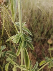 Leucas martinicensis