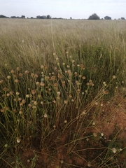 Leucas martinicensis