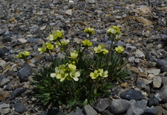 Draba incerta