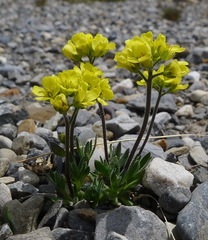 Draba incerta