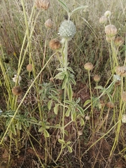 Leucas martinicensis