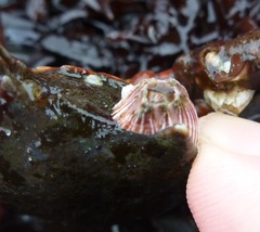 Megabalanus californicus