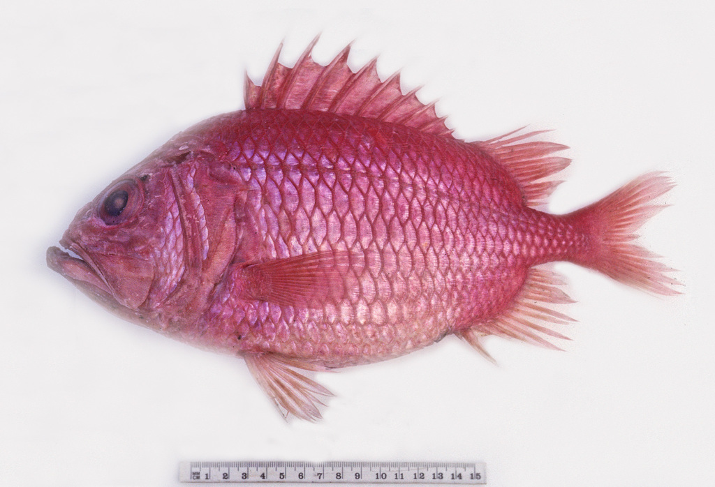 Japanese Soldierfish