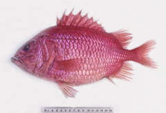 Ostichthys japonicus