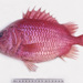 Giant Squirrelfish - Photo (c) Ken Graham, some rights reserved (CC BY-NC), uploaded by Ken Graham