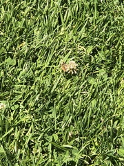 Apis mellifera