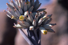 Kalanchoe thyrsiflora