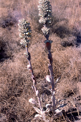 Kalanchoe thyrsiflora