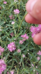 Gomphrena pulchella