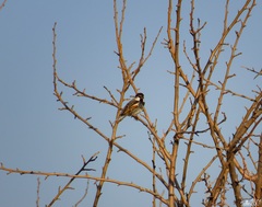 Passer hispaniolensis hispaniolensis