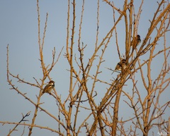 Passer hispaniolensis hispaniolensis
