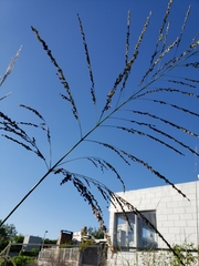 Poaceae