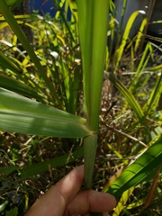 Poaceae