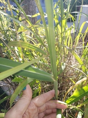 Poaceae