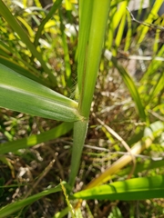 Poaceae