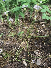 Allium canadense canadense