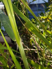 Poaceae