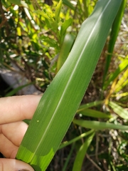 Poaceae