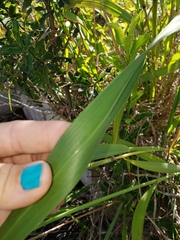 Poaceae