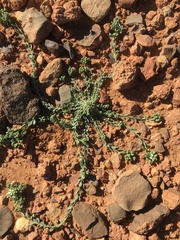 Telephium sphaerospermum image