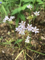 Allium canadense canadense