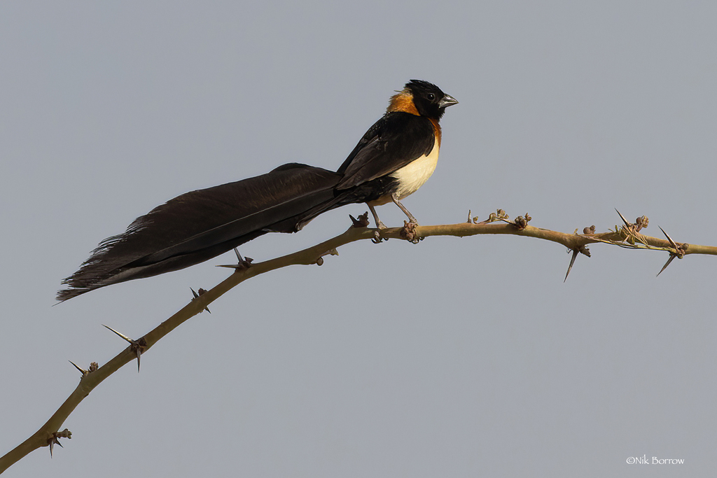 Sahel Paradise-Whydah (Vidua orientalis) photo