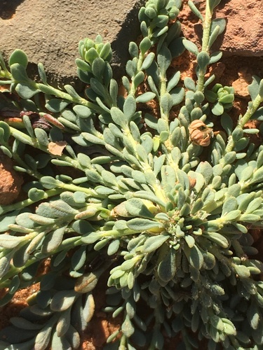 Telephium sphaerospermum image