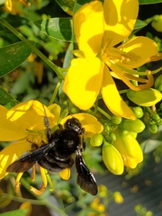 Bombus pauloensis