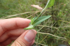 Commelina africana