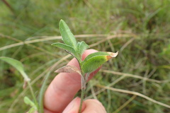 Commelina africana