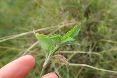 Commelina africana